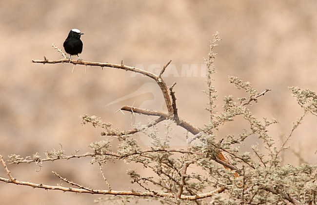 Witkruintapuit zittend; White-crowned Wheatear perched stock-image by Agami/Marc Guyt,