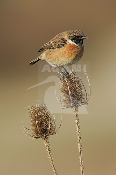 Mannetje Roodborsttapuit in zit; Male European Stonechat perched stock-image by Agami/Menno van Duijn,