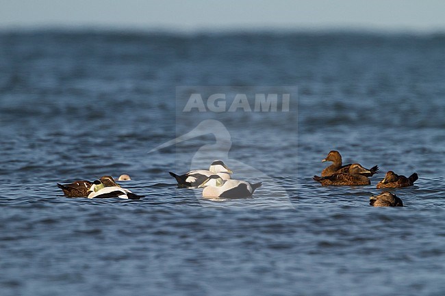 Common Eider - Eiderente - Somateria mollissima ssp. mollissima, Germany stock-image by Agami/Ralph Martin,