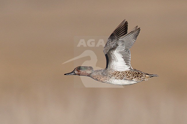 Amerikaanse Wintertaling in vlucht, Green-winged Teal in flight stock-image by Agami/Mike Danzenbaker,