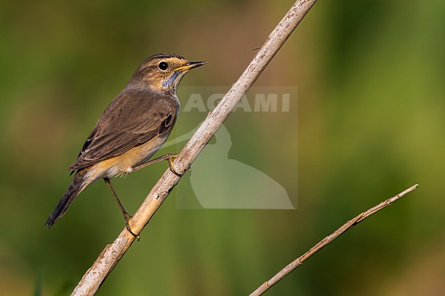 Blauwborst in winterkleed, White-spotted Bluethroat in winterplumage stock-image by Agami/Daniele Occhiato,