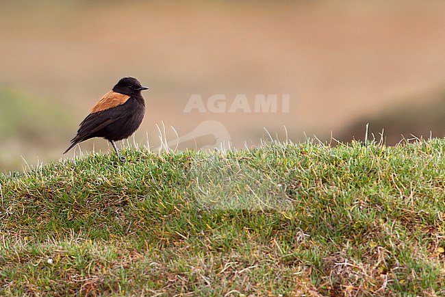 Birds of Peru, an Andean Negrito (Lessonia oreas) stock-image by Agami/Dubi Shapiro,