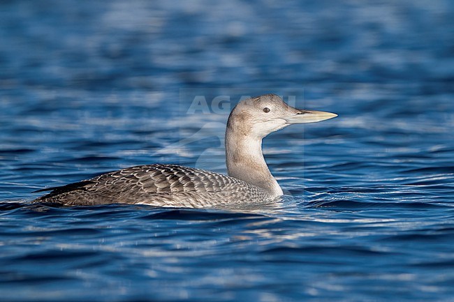 Juvenile
San Diego Co., CA
December 2022 stock-image by Agami/Brian E Small,