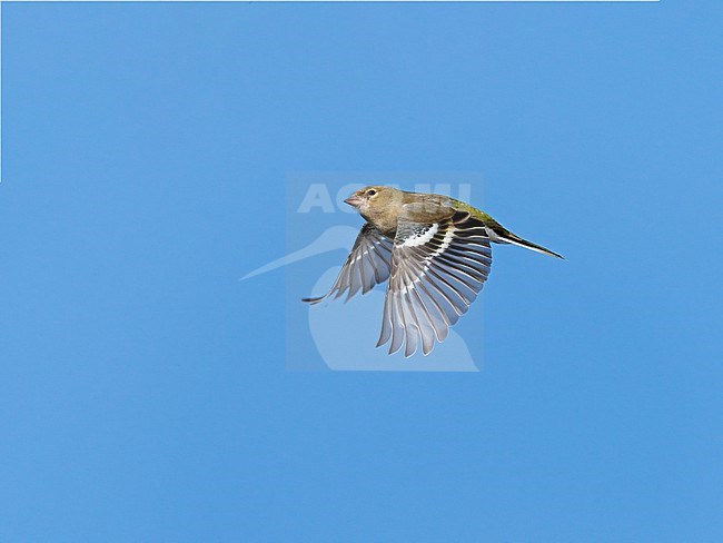 Female Common Chaffinch (Fringilla coelebs) flying, migrating in blue sky, in sideview showing white shoulder patch on upperwing stock-image by Agami/Ran Schols,