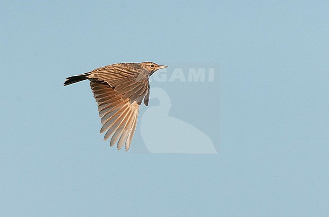 Crested Lark (Galerida cristata pallida) flying over the Spanish steppes near Belchite. stock-image by Agami/Marc Guyt,