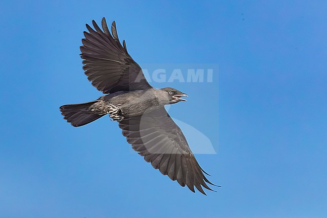 Immature Eurasian Jackdaw (Corvus monedula) in flight in Italy. stock-image by Agami/Daniele Occhiato,