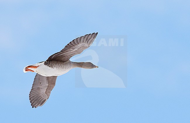  stock-image by Agami/Markus Varesvuo,