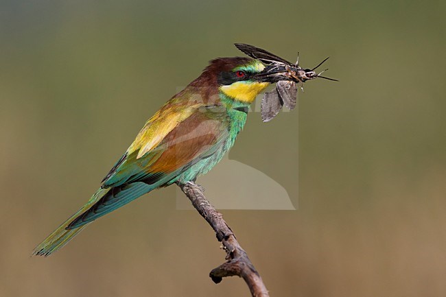 Bijeneter met prooi, European Bee-eater with prey stock-image by Agami/Daniele Occhiato,