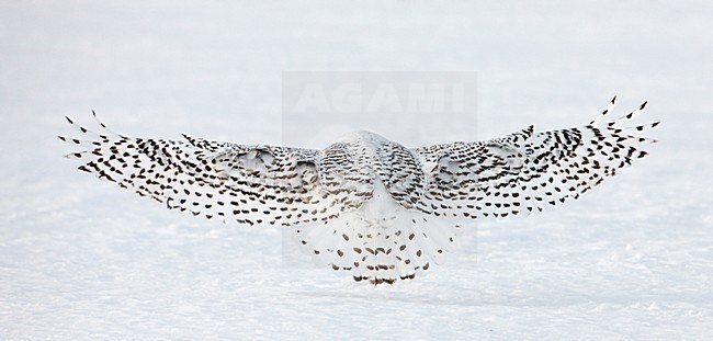 Sneeuwuil onvolwassen in vlucht; Snowy Owl immature in flight stock-image by Agami/Markus Varesvuo,