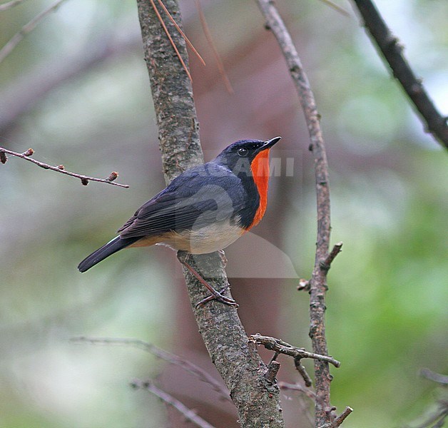 Firethroat (Calliope pectardens) perched. stock-image by Agami/Pete Morris,