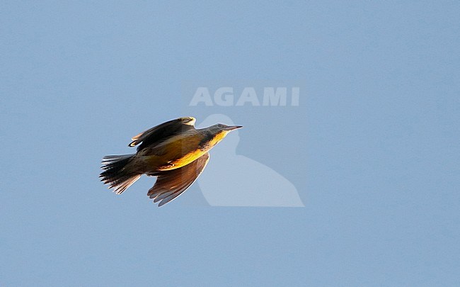 Lonely Eastern Meadowlark (Sturnella magna) migrating over Higbee Beach, Cape May, New Jersey in the USA. stock-image by Agami/Helge Sorensen,