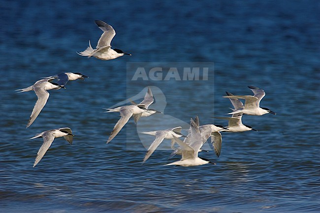  stock-image by Agami/Bas van den Boogaard,