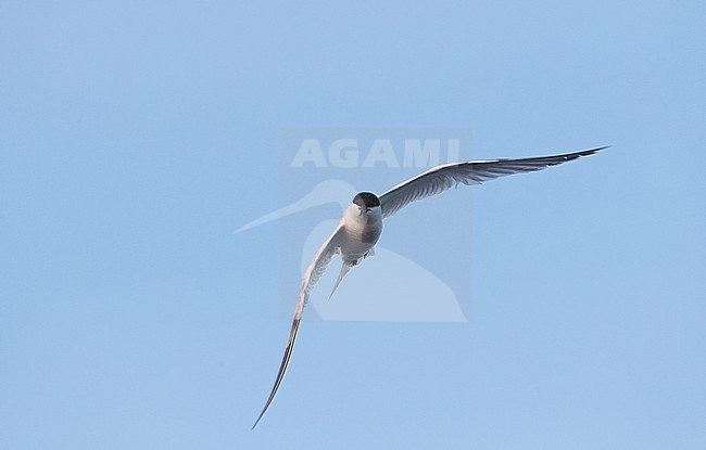 Adult Roseate Tern (Sterna dougallii) in flight over the Atlantic ocean off the island Graciosa in the Azores. Flying towards the photographer. stock-image by Agami/Marc Guyt,