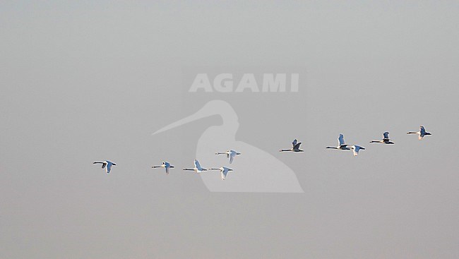 Whooper Swan, Wilde Zwaan, Cygnus cygnus, France, adult with 2nd cy stock-image by Agami/Ralph Martin,