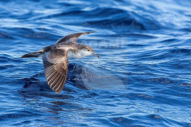 Buller's Shearwater (Ardenna bulleri) in coastal water at the ocean off North Island, New Zealand. Seen from the side. stock-image by Agami/Marc Guyt,