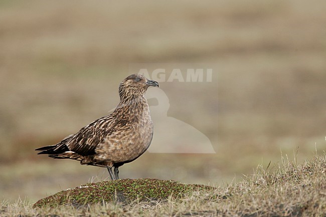 Grote Jager; Great Skua stock-image by Agami/Menno van Duijn,