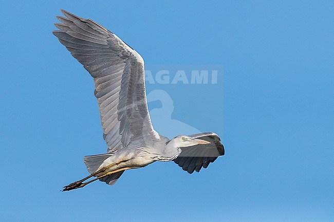 Grey Heron (Ardea cinerea), immature in flight in Campania (Italy) stock-image by Agami/Saverio Gatto,