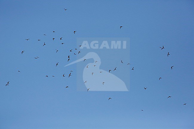 Large flock of Common Swifts (Apus apus) in flight in Portugal. stock-image by Agami/Chris van Rijswijk,