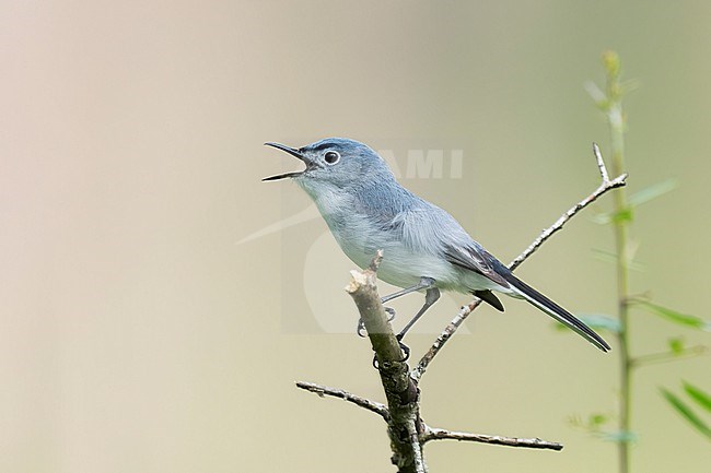 Adult male breeding
Montgomery Co., TX
May 2022 stock-image by Agami/Brian E Small,