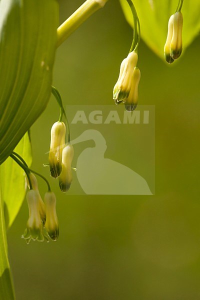 Bloempjes van de Gewone salomonszegel, Flowers of the Solomon's seal stock-image by Agami/Wil Leurs,