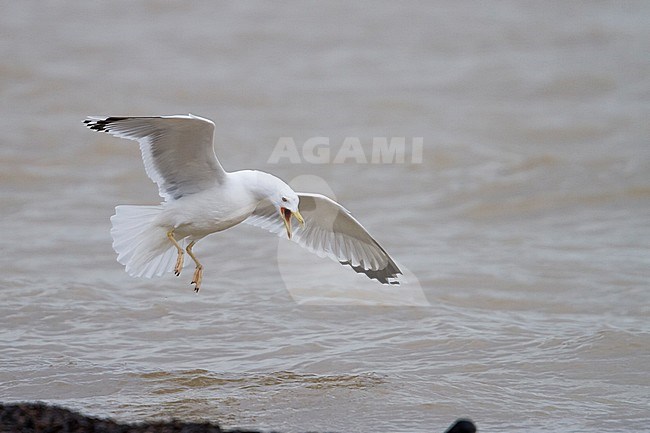 Pontische Meeuw, Caspian Gull, Larus cachinnans, Germany, adult stock-image by Agami/Ralph Martin,