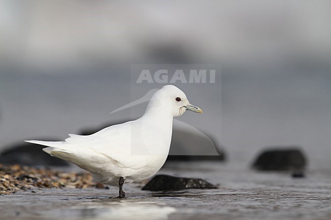 Ivoormeeuw zittend in water; Ivory Gull perched in water stock-image by Agami/Chris van Rijswijk,