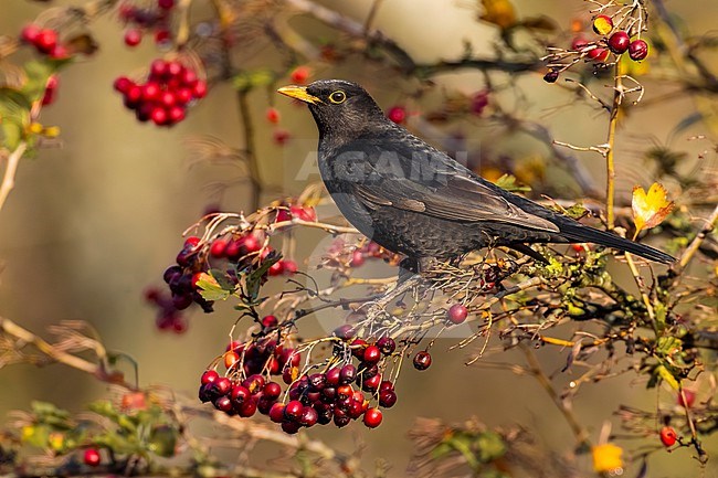 Male Eurasian Blackbird, Turdus merula, in Italy. stock-image by Agami/Daniele Occhiato,