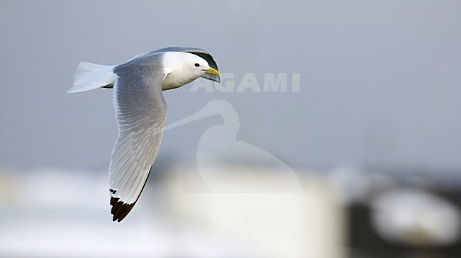 Volwassen Drieteenmeeuw in de vlucht; Adult Black-legged Kittiwake in flight stock-image by Agami/Markus Varesvuo,