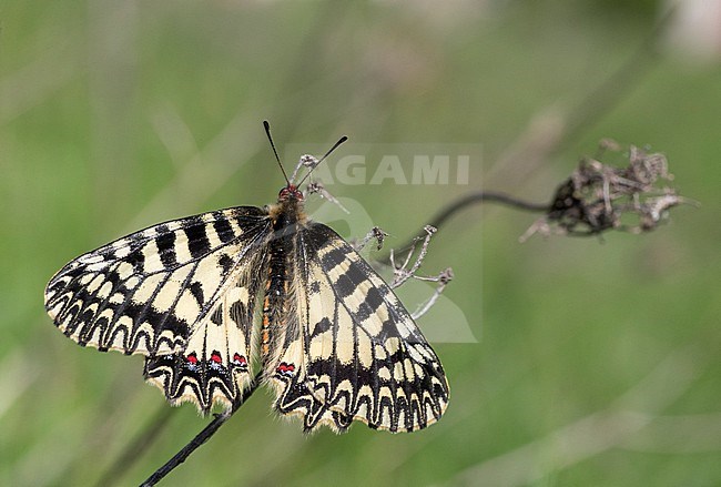 A beautiful Southern Festoon (Zerynthia polyxena) in Bulgaria. stock-image by Agami/Marc Guyt,