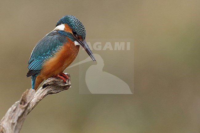 Juvenile or female Common Kingfischer (Alcedo atthis) perching on a branch watching downwards fixing fishes stock-image by Agami/Mathias Putze,