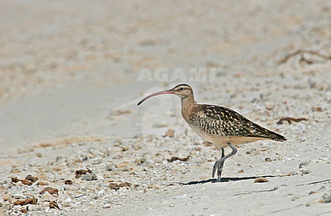 Zuidzeewulp staand op het strand op een atol; Bristle-thighed Curlew standing on an atol stock-image by Agami/Pete Morris,