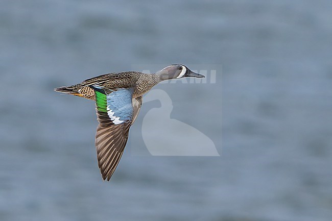 Adult male
Riverside Co., CA
January 2022 stock-image by Agami/Brian E Small,