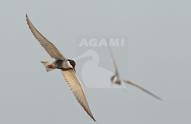 Volwassen Witwangstern in vlucht, Adult Whiskered Tern in flight stock-image by Agami/Markus Varesvuo,