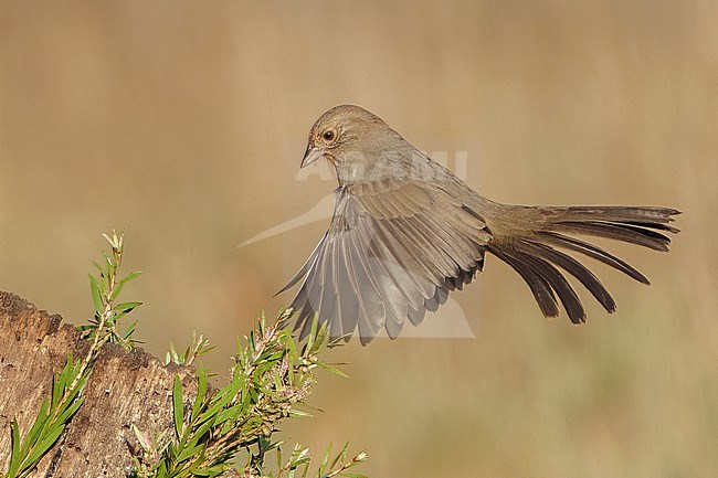 Adult
Santa Barbara Co., CA
November 2021 stock-image by Agami/Brian E Small,