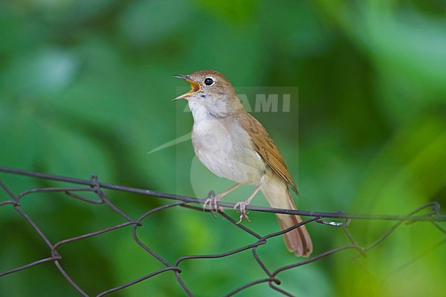 Common Nightingale singing; Nachtegaal zingend stock-image by Agami/Markus Varesvuo,