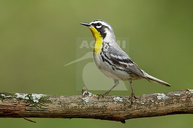 Adult
Galveston Co., TX
April 2018 stock-image by Agami/Brian E Small,