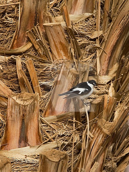 Balkanvliegenvanger mannetje zittend op palmtak; Semi-collared Flycatcher male perched on palmbranch stock-image by Agami/Marc Guyt,