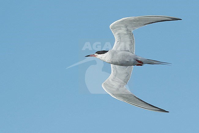 Adult Common Tern (Sterna hirundo) flying over the beach in Galveston County, Texas. stock-image by Agami/Brian E Small,