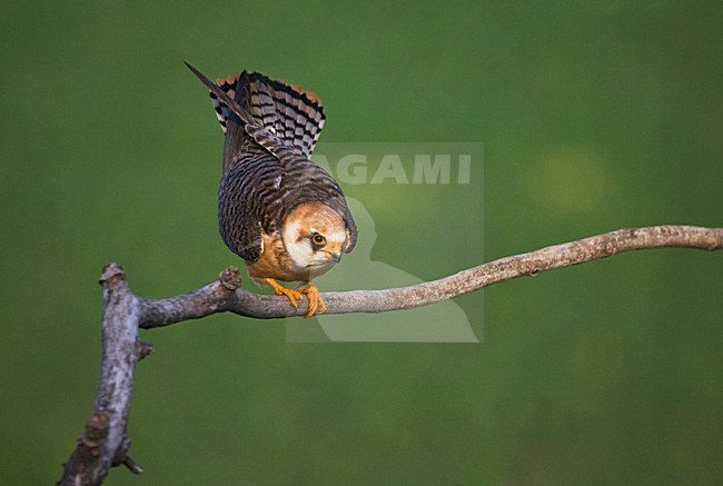 Roodpootvalk, Red-footed Falcon, Falco vespertinus stock-image by Agami/Marc Guyt,