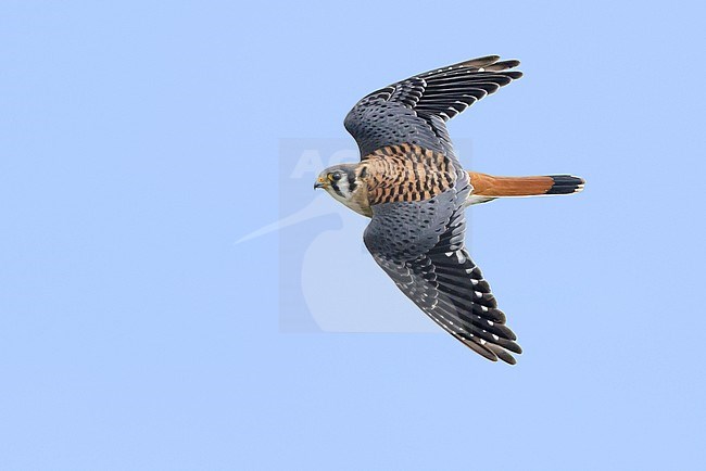 Adult male American Kestrel, Falco sparverius
Chambers Co., Texas
October 2017 stock-image by Agami/Brian E Small,