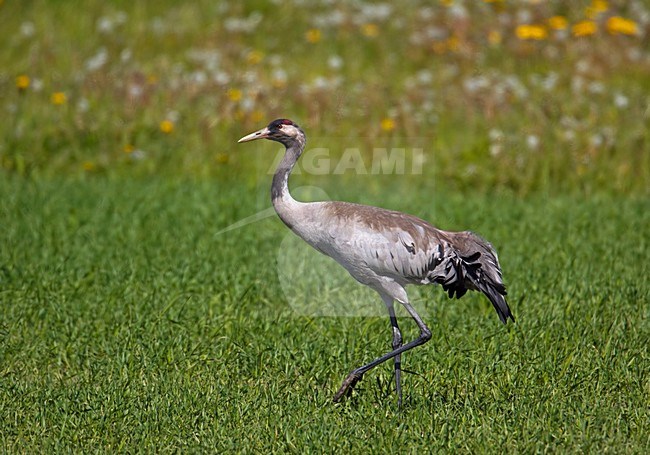 Common Crane standing on gras; Kraanvogel staand in gras stock-image by Agami/Markus Varesvuo,