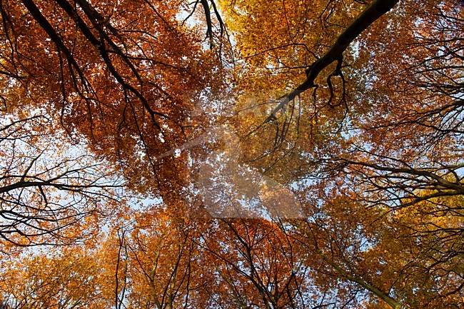 kleurrijke bomen in herfst; colourfull trees in autunm stock-image by Agami/Arjan van Duijvenboden,