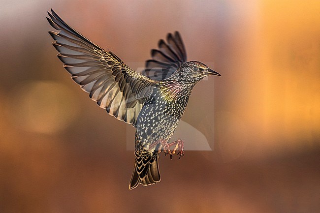 Spreeuw in vlucht; Common Starling in flight stock-image by Agami/Daniele Occhiato,