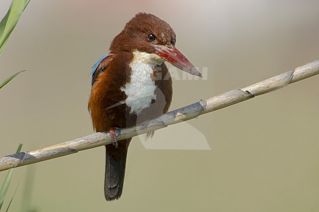 Smyrna IJsvogel volwassen zittend; White-throated Kingfisher adult perched stock-image by Agami/Daniele Occhiato,