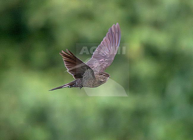 Spix's (formerly Band-tailed) Nighthawk (Nyctiprogne leucopyga) adult in flight stock-image by Agami/Andy & Gill Swash ,