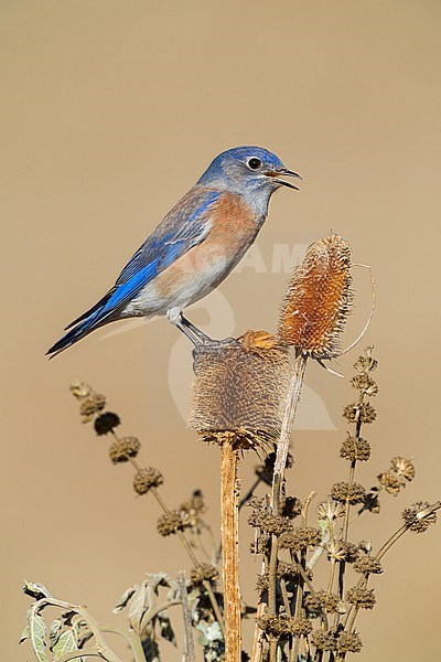 Adult male
Santa Barbara Co., CA
November 2022 stock-image by Agami/Brian E Small,