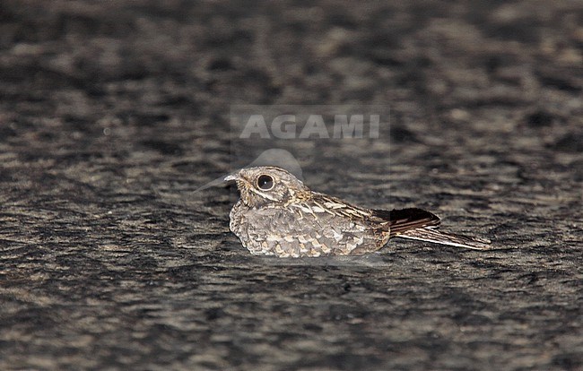 Indian Nightjar (Caprimulgus asiaticus eidos) resting on the ground. stock-image by Agami/Andy & Gill Swash ,