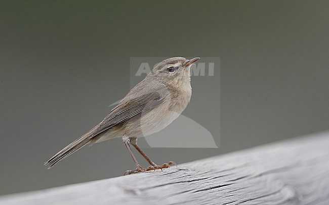 Canary Islands Chiffchaff (Phylloscopus canariensis canariensis) perched on a wooden fence at Tenerife, Canary Islands, Spain stock-image by Agami/Helge Sorensen,