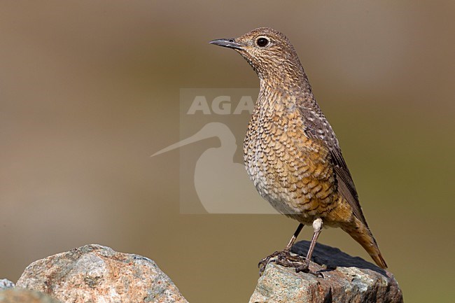 Vrouwtje Rode Rotslijster; Female Rufous-tailed Rock Thrush stock-image by Agami/Daniele Occhiato,