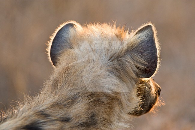 Gevlekte Hyena close-up; Spotted Hyena close up stock-image by Agami/Marc Guyt,
